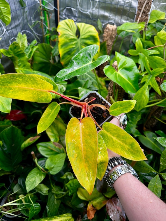 Philodendron Orange Marble Queen SP