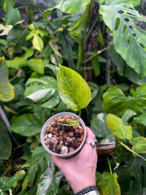 Epipremnum Pinnatum mint Variegated Large Form Butt Cut