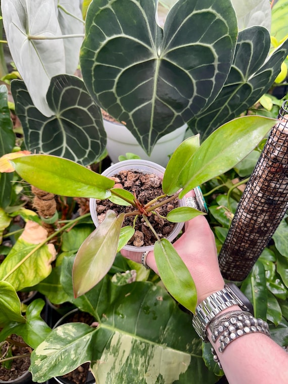 Philodendron Florida bronze (black cardinal x Florida)