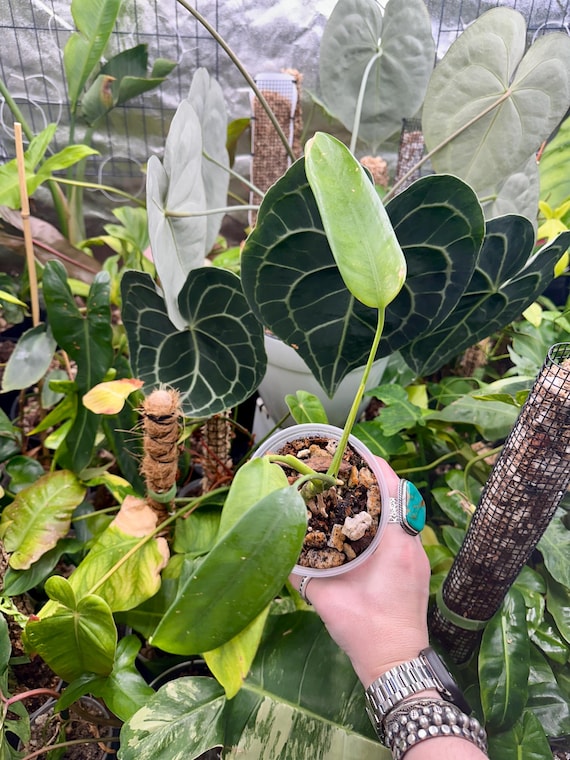 Epipremnum Giganteum Variegated low color