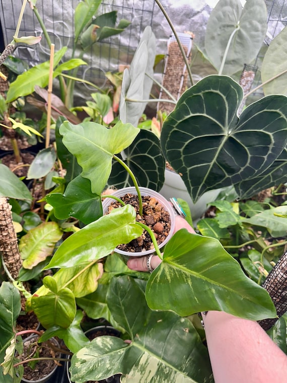 Philodendron Golden Dragon Mint sp