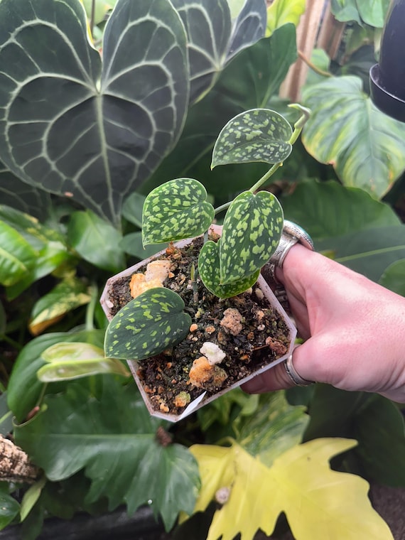 scindapsus pictus "Green Form" variegated