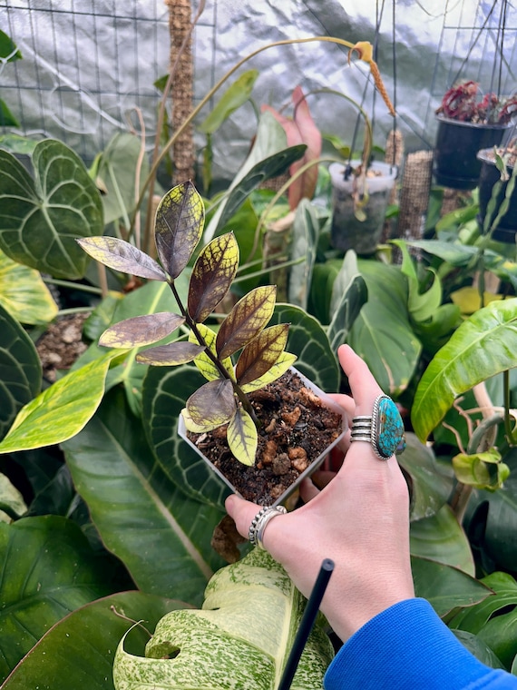 Zamioculcas Variegated ZZ English Golden Mutation
