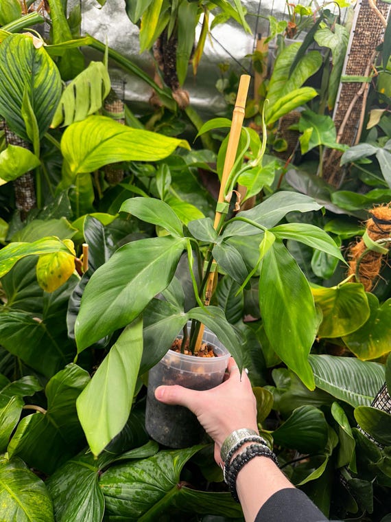Philodendron Camposportoanum Wild Form