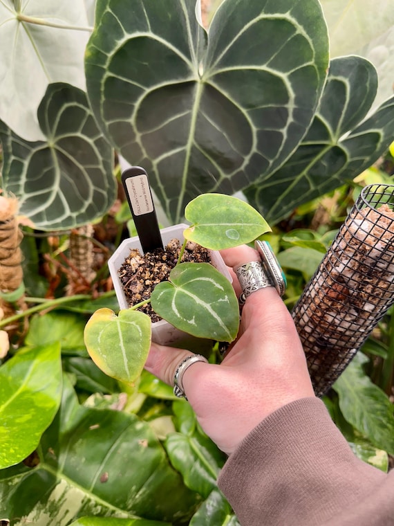 Anthurium Dark Crystal x Rioclaroense Wild Hybrid