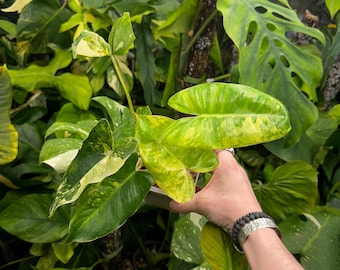 Variegated Burle Marx Philodendron