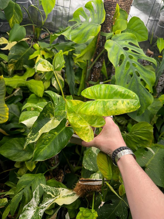 Variegated Burle Marx Philodendron