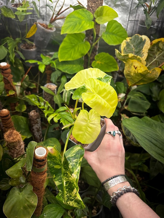 Variegated Burle Marx Philodendron