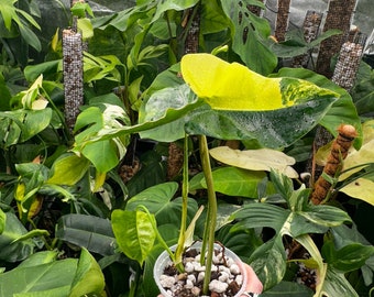 Variegated Burle Marx Philodendron