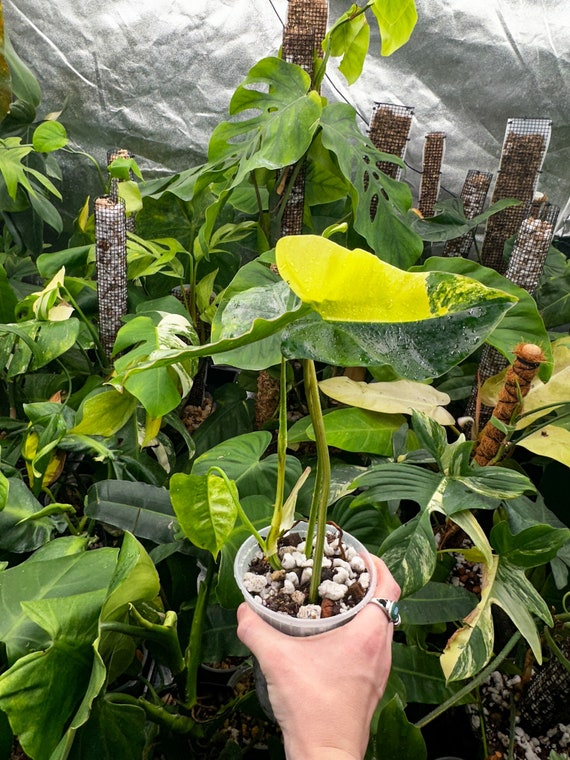 Variegated Burle Marx Philodendron