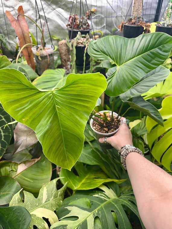 Philodendron Lupinum Mature