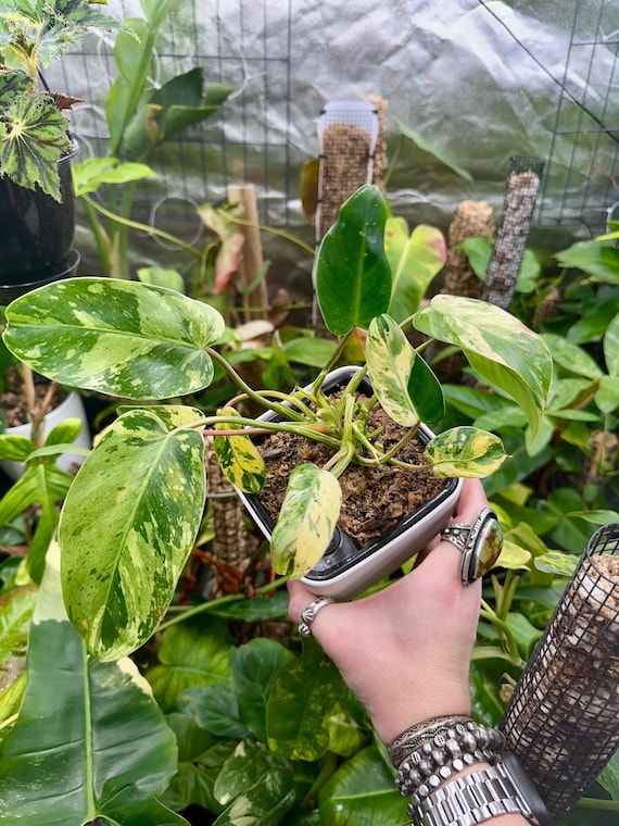 Philodendron Emerald King Mint Variegated