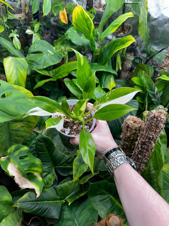 Variegated Philodendron Wend-Imbe