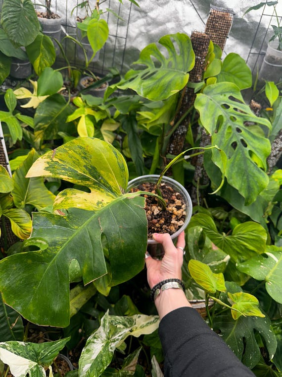 Monstera Borsigiana Aurea Butt Cut