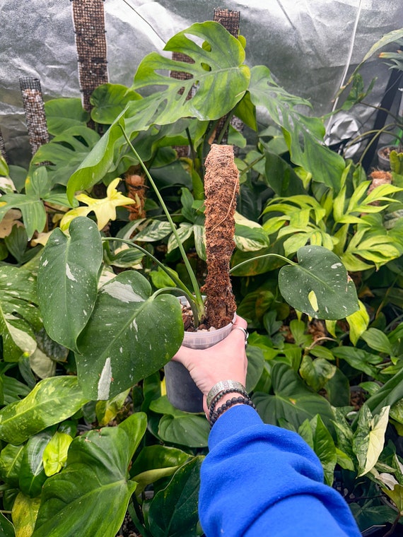 Monstera Thai Constellation