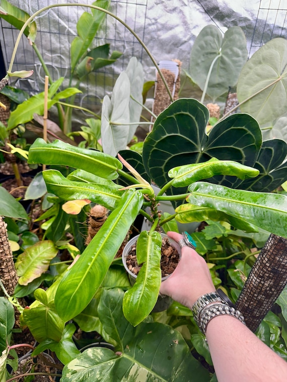 Philodendron Cretosum - Rare
