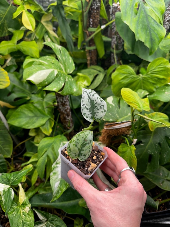 Scindapsus Silver Lady
