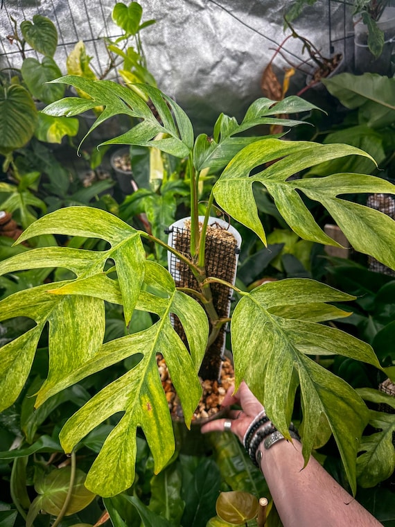 Epipremnum Pinnatum Mint Variegated