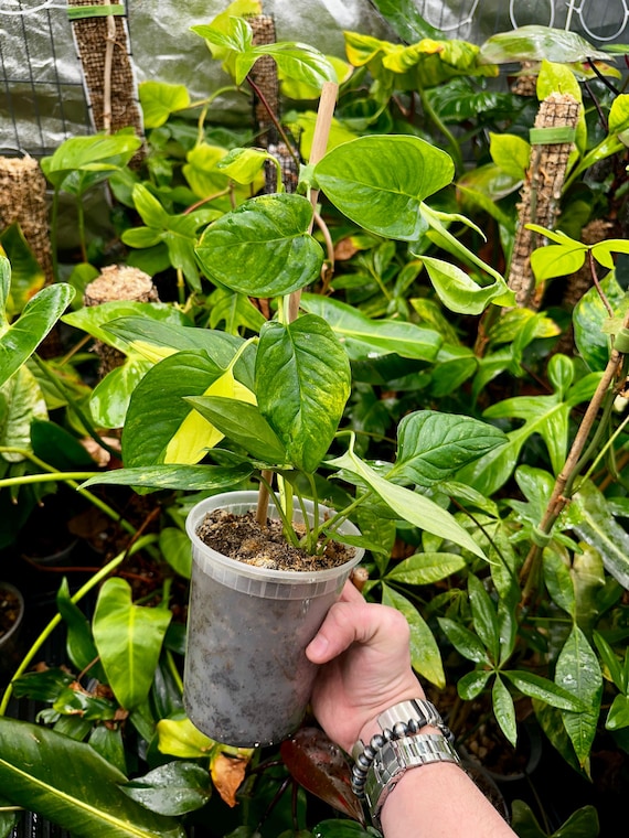 Monstera Obliqua Muyuna Variegated
