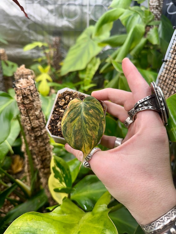 Philodendron Variegated Micans Plant | Pink Aurea TriColor Marble