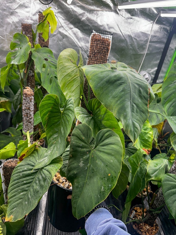 Philodendron Brandtianum Mature Large Form