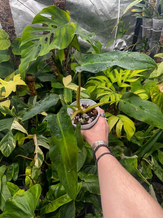 Philodendron Mexicanum