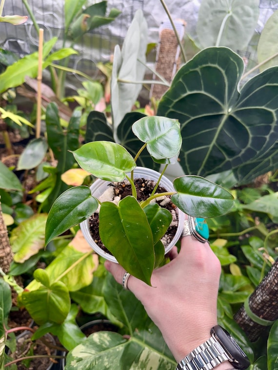 Philodendron Billie x Jose Bueno  - Rare