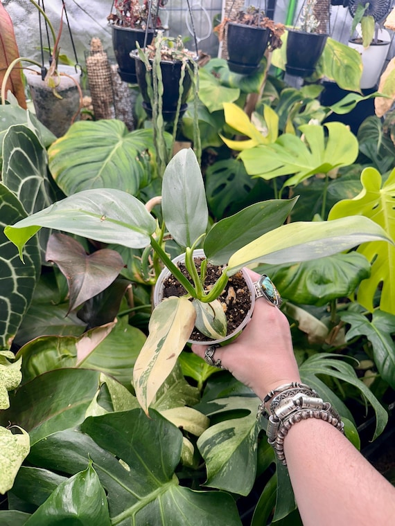 philodendron silver sword variegated