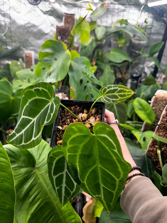 A*P様 Anthurium crystallinum✖️silver tige Still just a big little baby with lots of growing to do