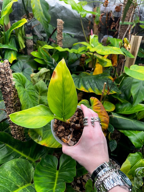 Philodendron Sp Velvet