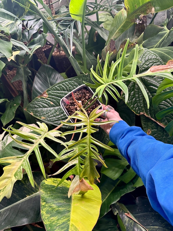 Philodendron Variegated Florida Beauty X Tortum Narrow