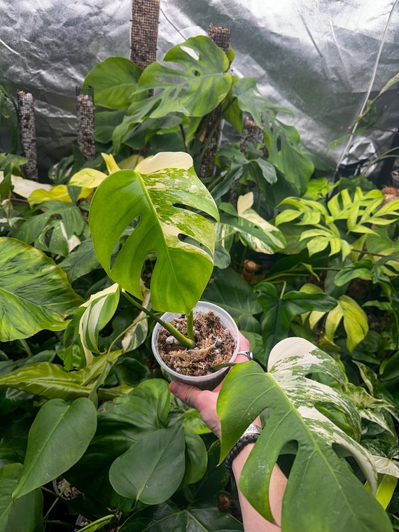 Monstera Borsigiana Albo Semi rooted top cut