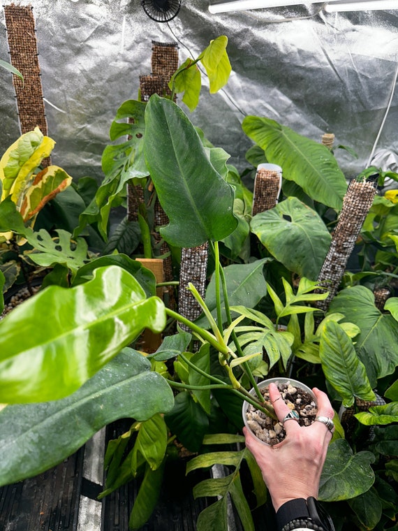 Philodendron Jerry Horne, Rare Philodendron