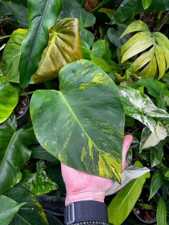 Monstera Large Form Aurea Rooted Butt-cut with Growth