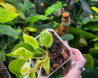 Variegated Philodendron Gabby Plant (hederaceum) Rare - Rooted - FREE  SHIPPING - Etsy