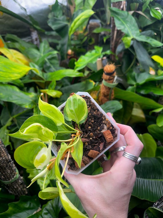 Philodendron Hederaceum ‘Cream Splash’ Gabby