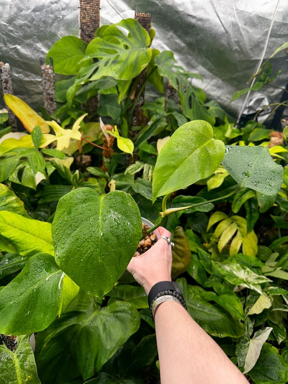 Monstera Borsigiana Albo low Variegated
