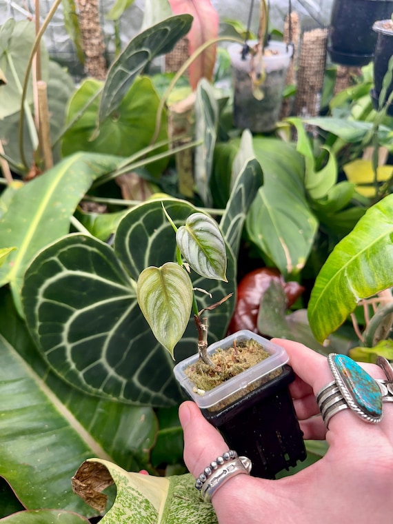VERY RARE Philodendron Brandtianum Variegated -Low Color-