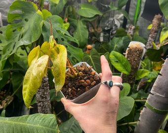 その他観葉植物 122 quelali round x spiritu sancti その他観葉植物 122 quelali round x spiritu sancti Philodendron