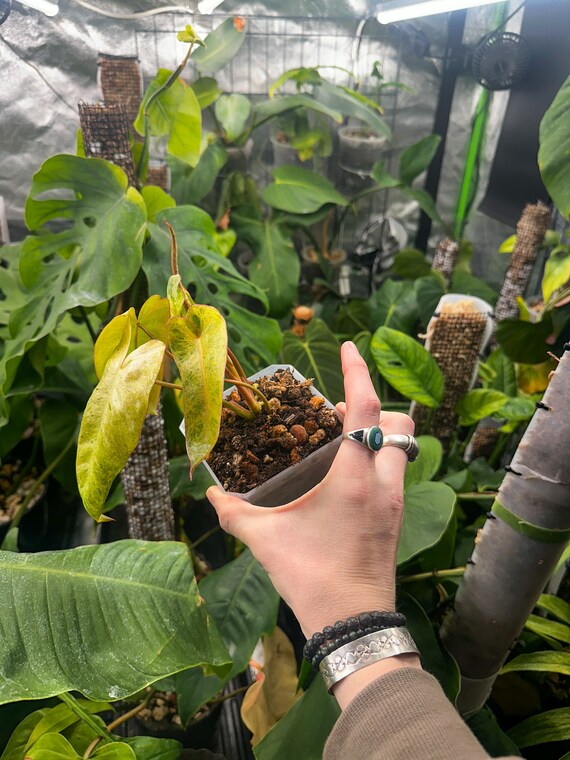 Philodendron Paraiso Verde