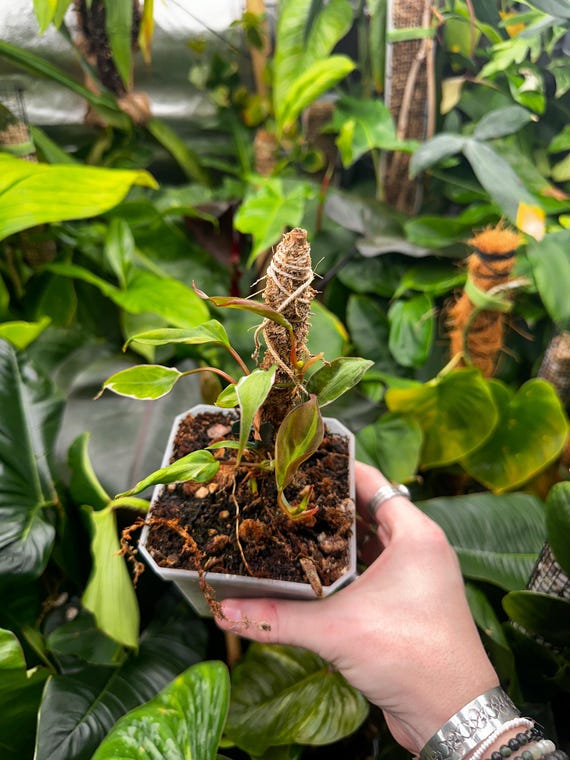 Variegated Philodendron Micans 'Velvet Halo'