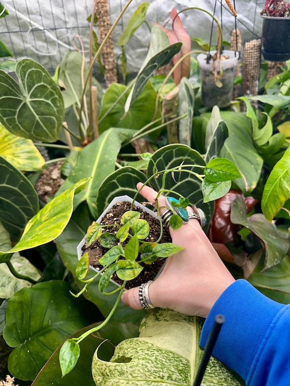 Epipremnum Pinnatum Indo Dwarf "Dwarf Cebu Blue "