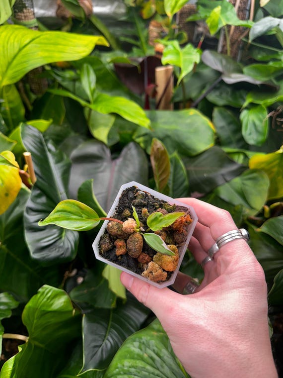 Variegated Philodendron Micans 'Velvet Halo'