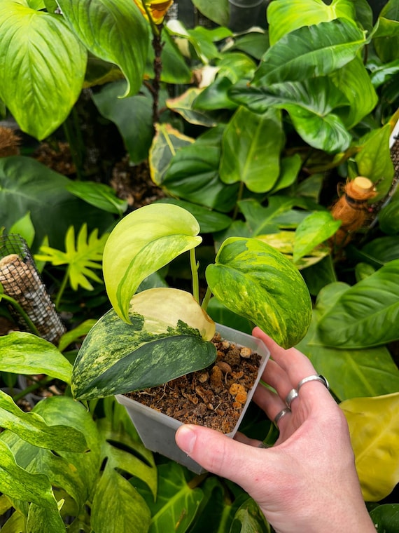 Scindapsus Jade- Aurea Variegated Cutting Rooted