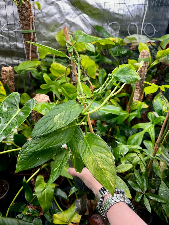 Monstera Obliqua Muyuna Variegated