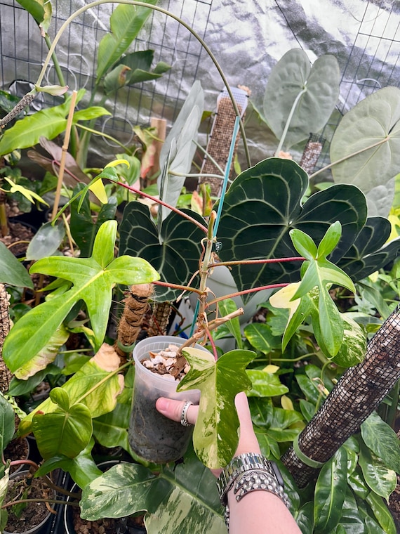 Philodendron Florida beauty variegated
