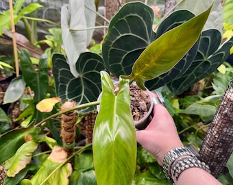 Philodendron Delinksii - Etsy