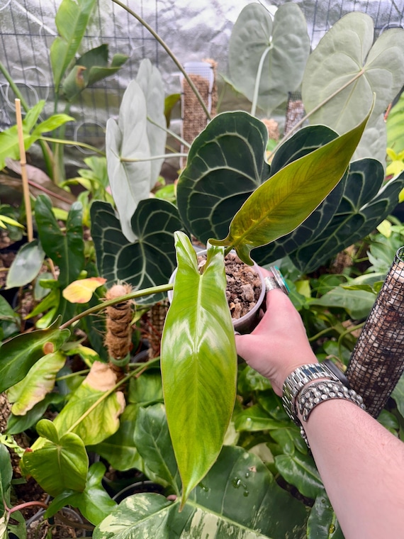 Philodendron Mexicanum