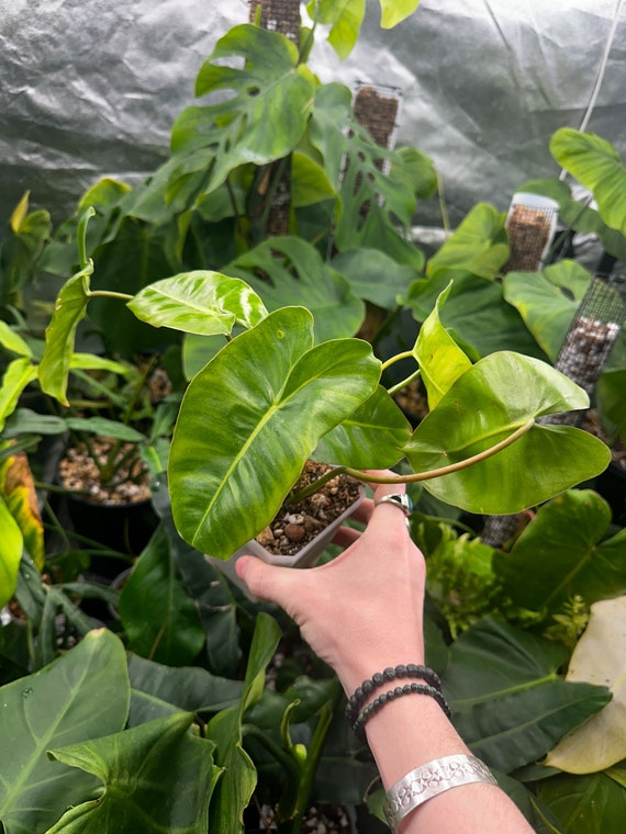 Burle Marx Philodendron
