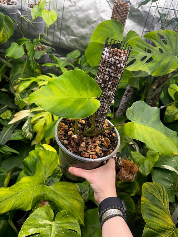 Monstera Dubia Mature Size - Green Form